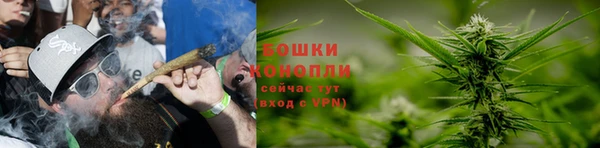 прущие грибы Покачи